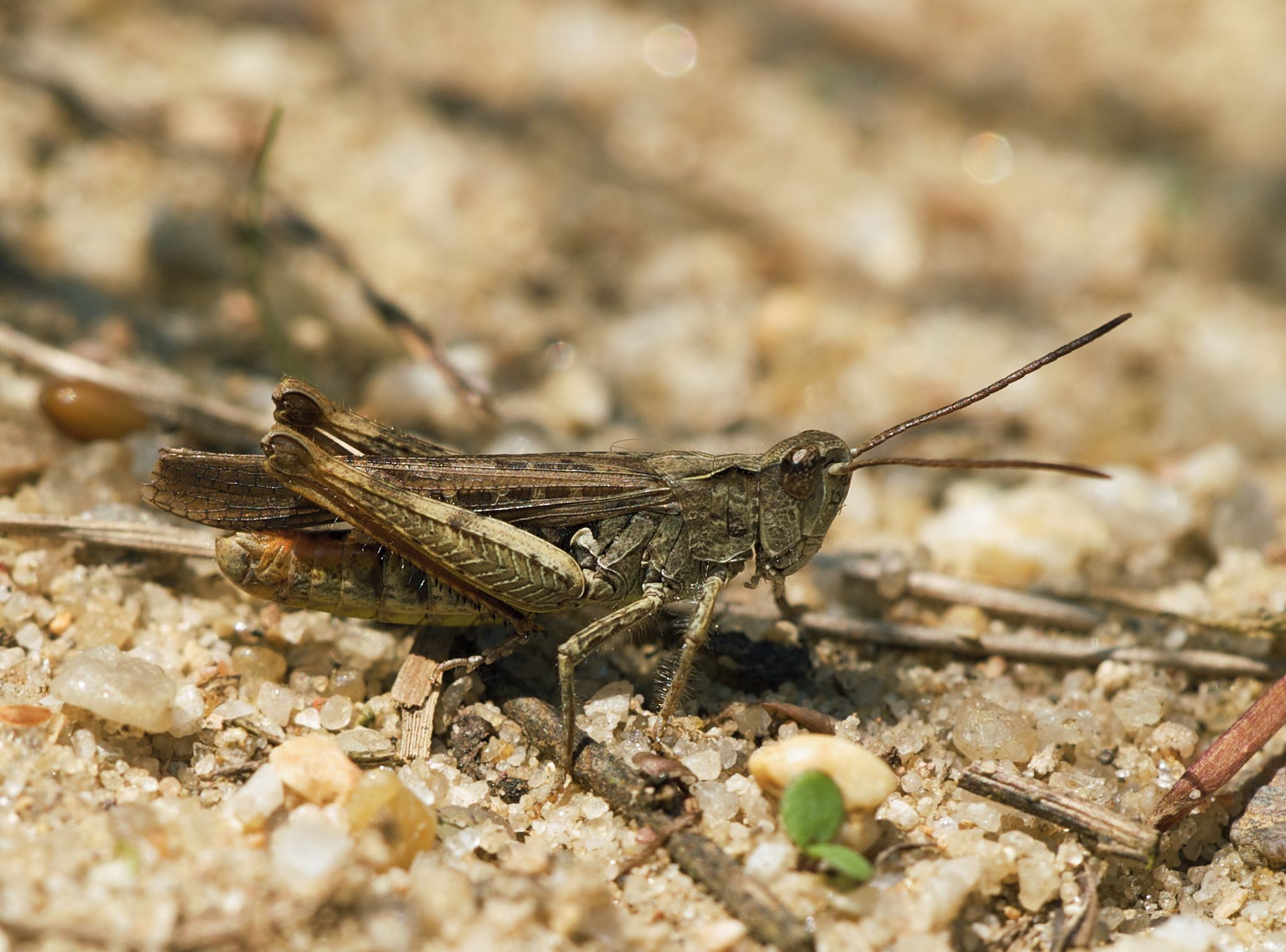Chorthippus