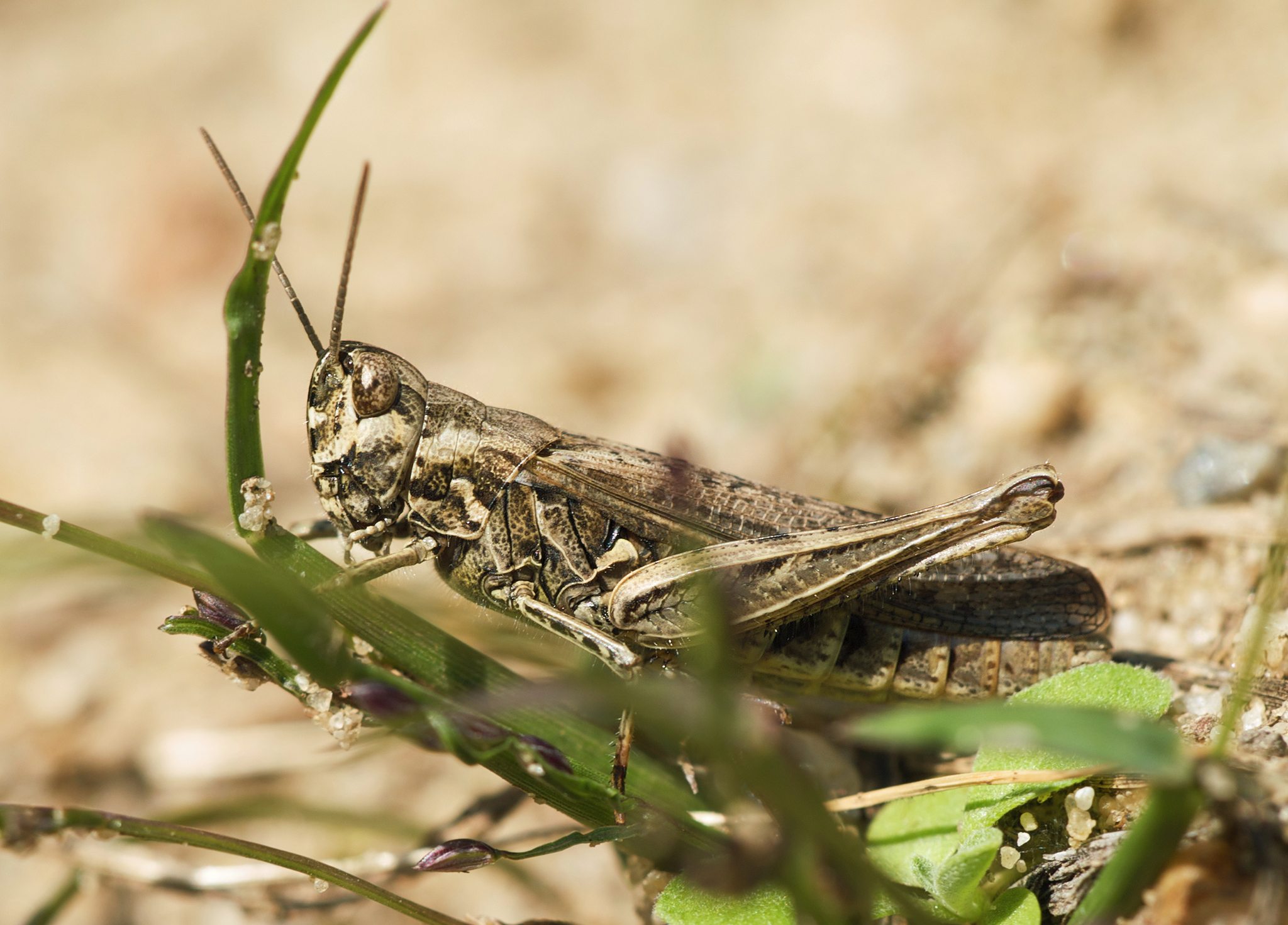Chorthippus