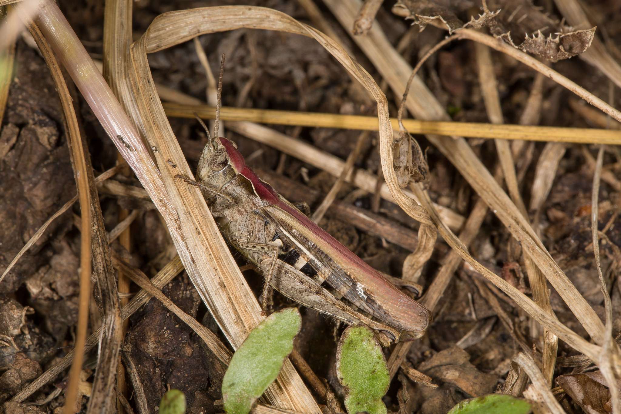 Chorthippus