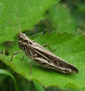 Chorthippus