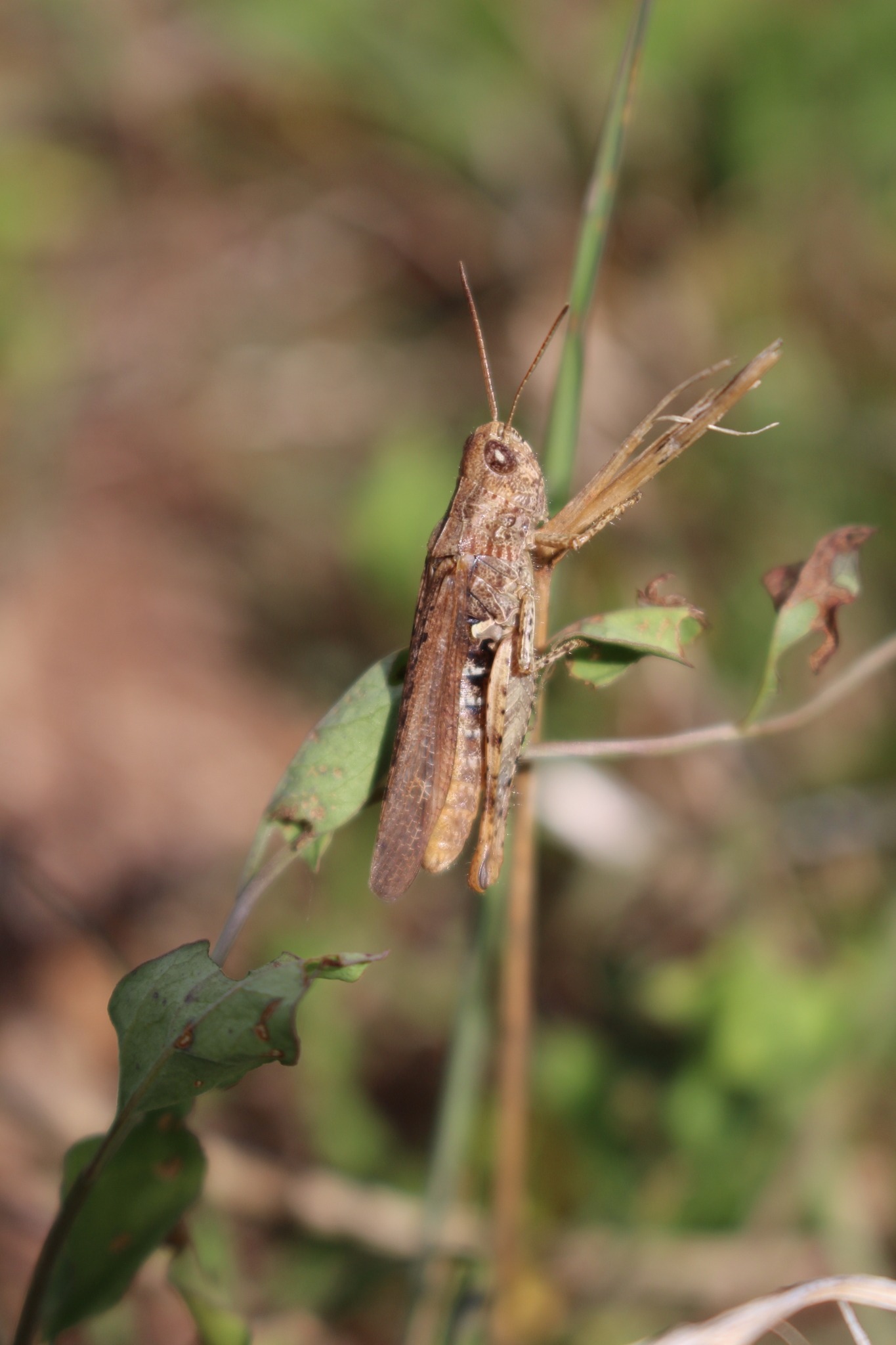 Chorthippus