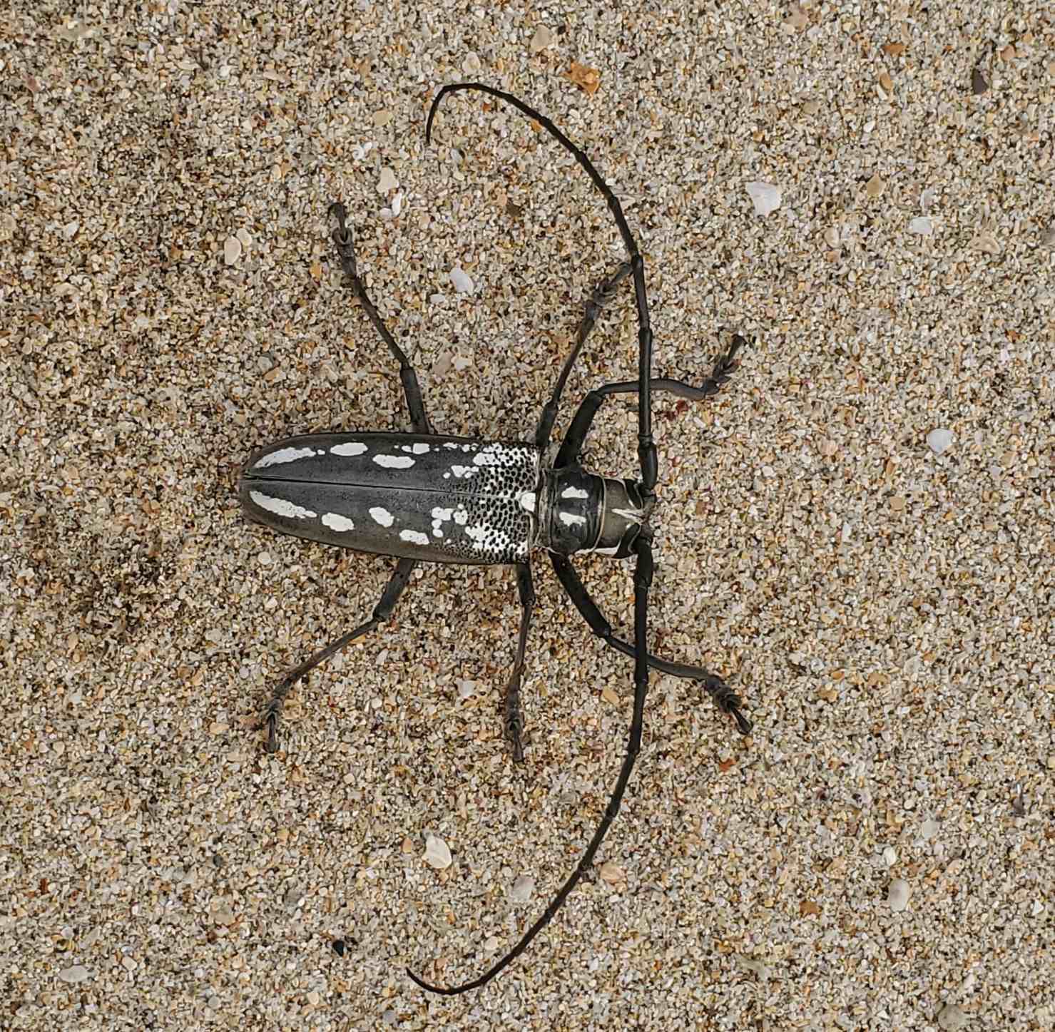 Batocera lineolata