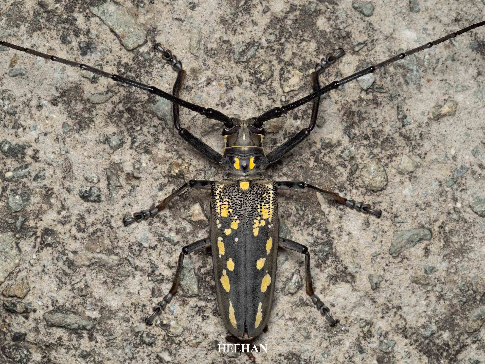 Batocera lineolata