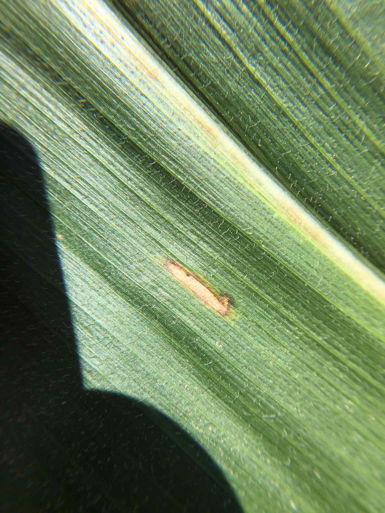 Cercospora zeae-maydis