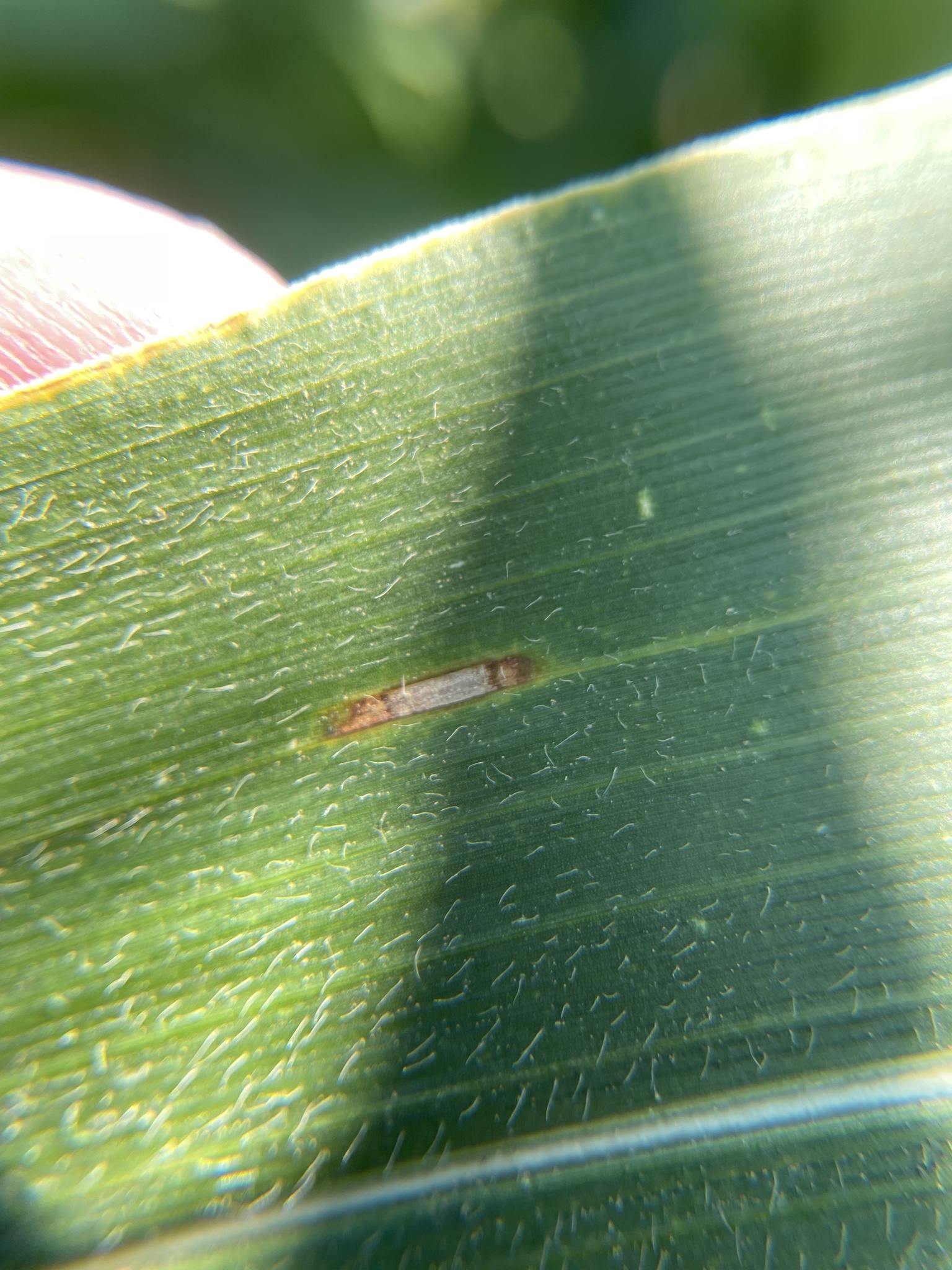 Cercospora zeae-maydis