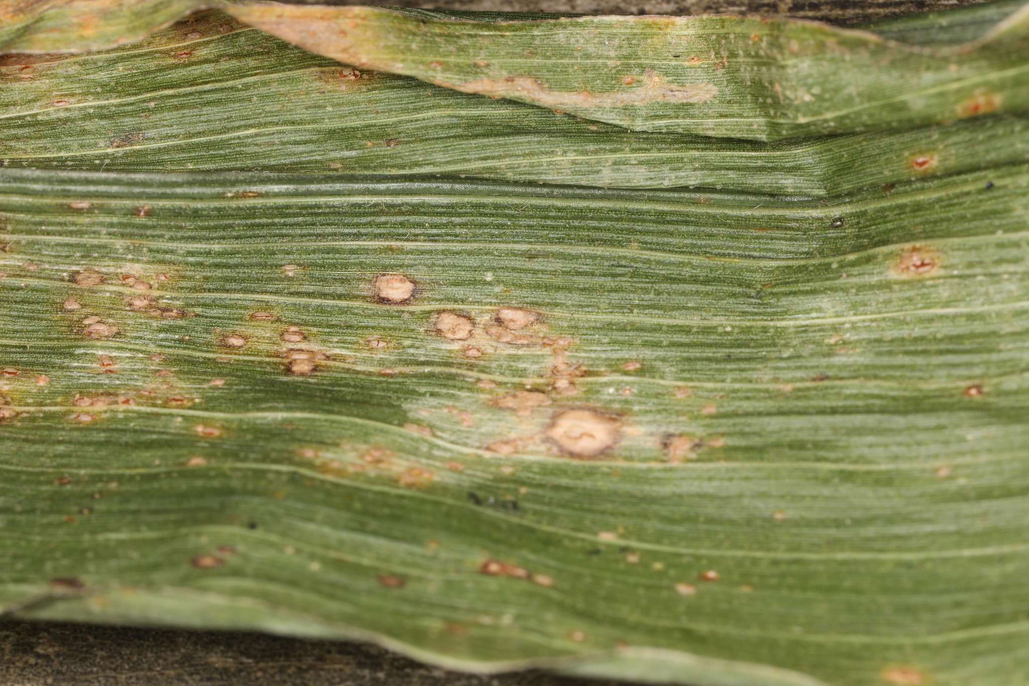 Cercospora zeae-maydis