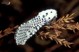 Zeuzera multistrigata