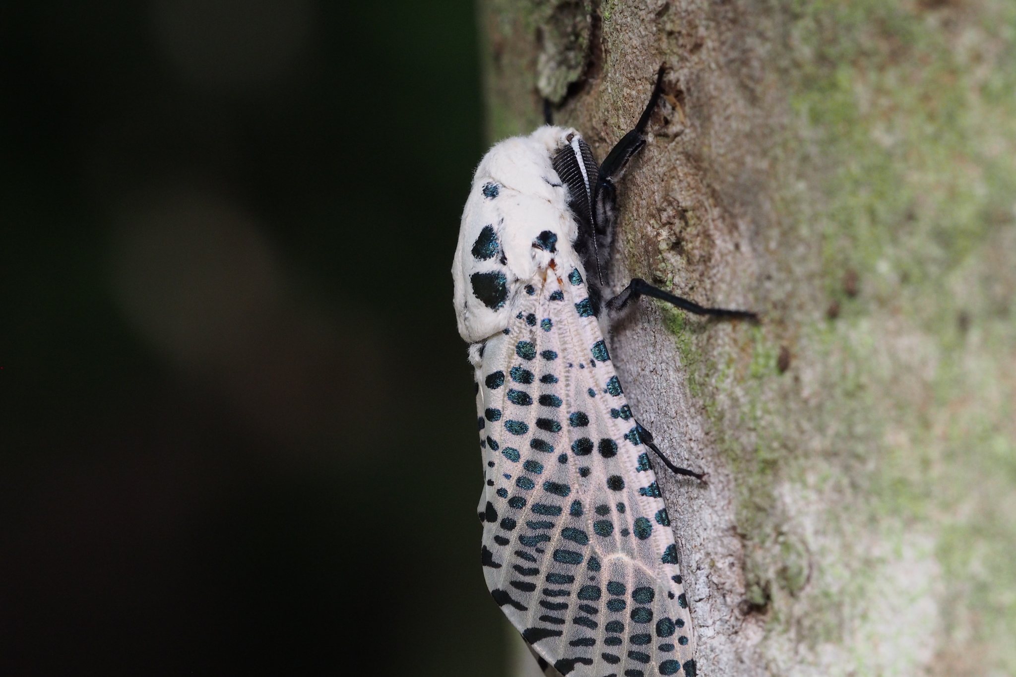 Zeuzera multistrigata