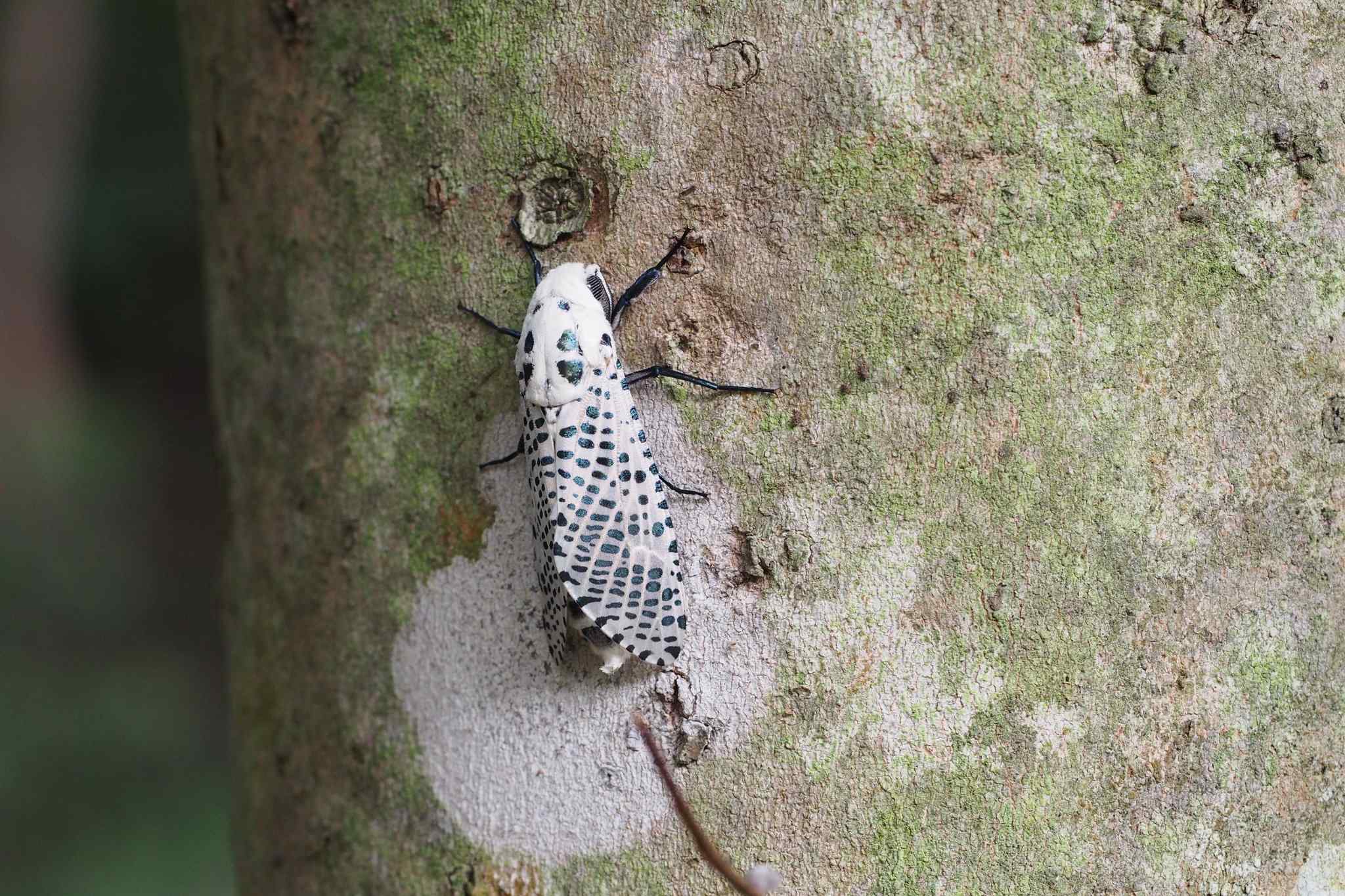Zeuzera multistrigata