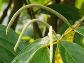 Piper aduncum