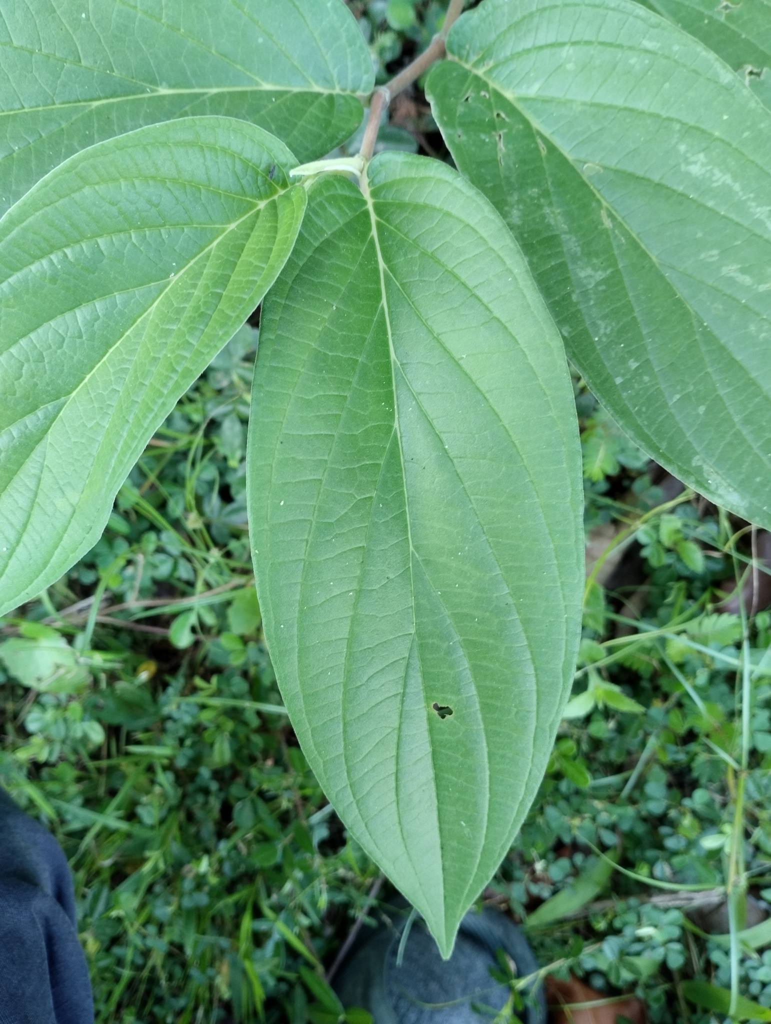 Piper aduncum