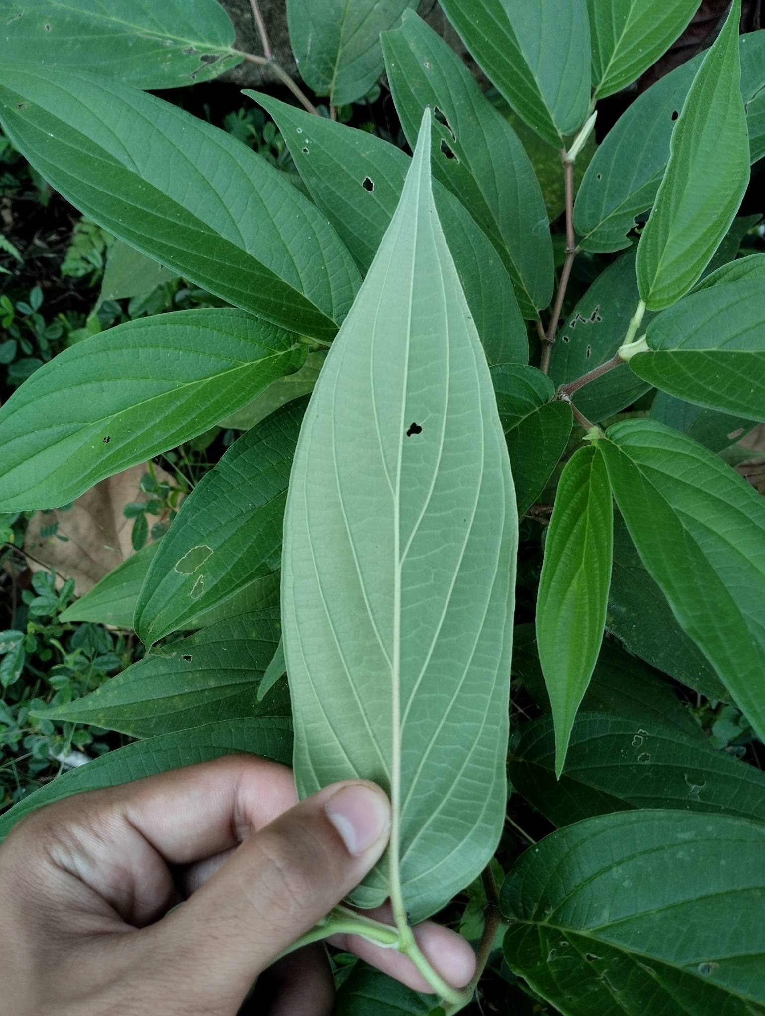 Piper aduncum