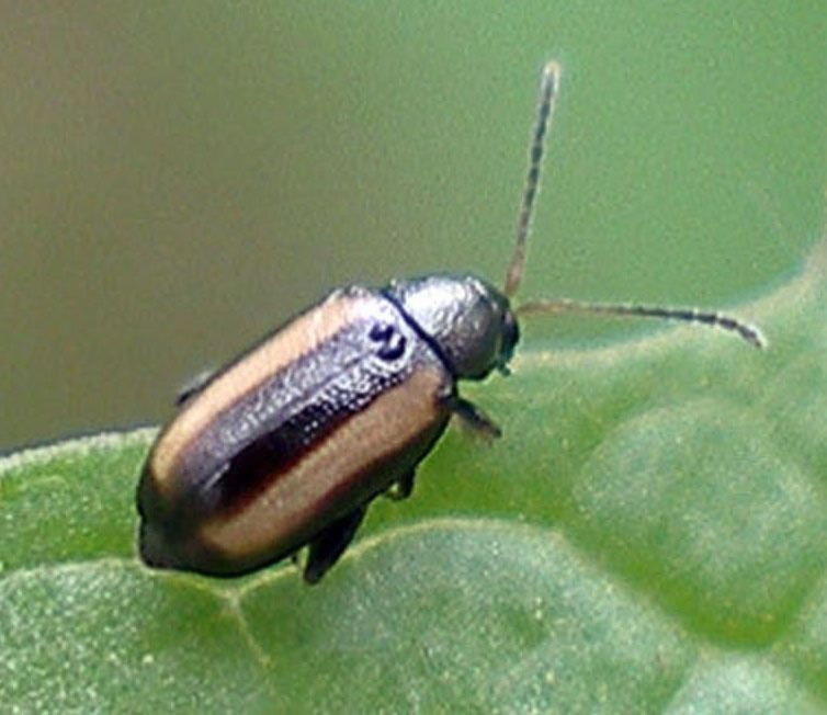 Phyllotreta vittula