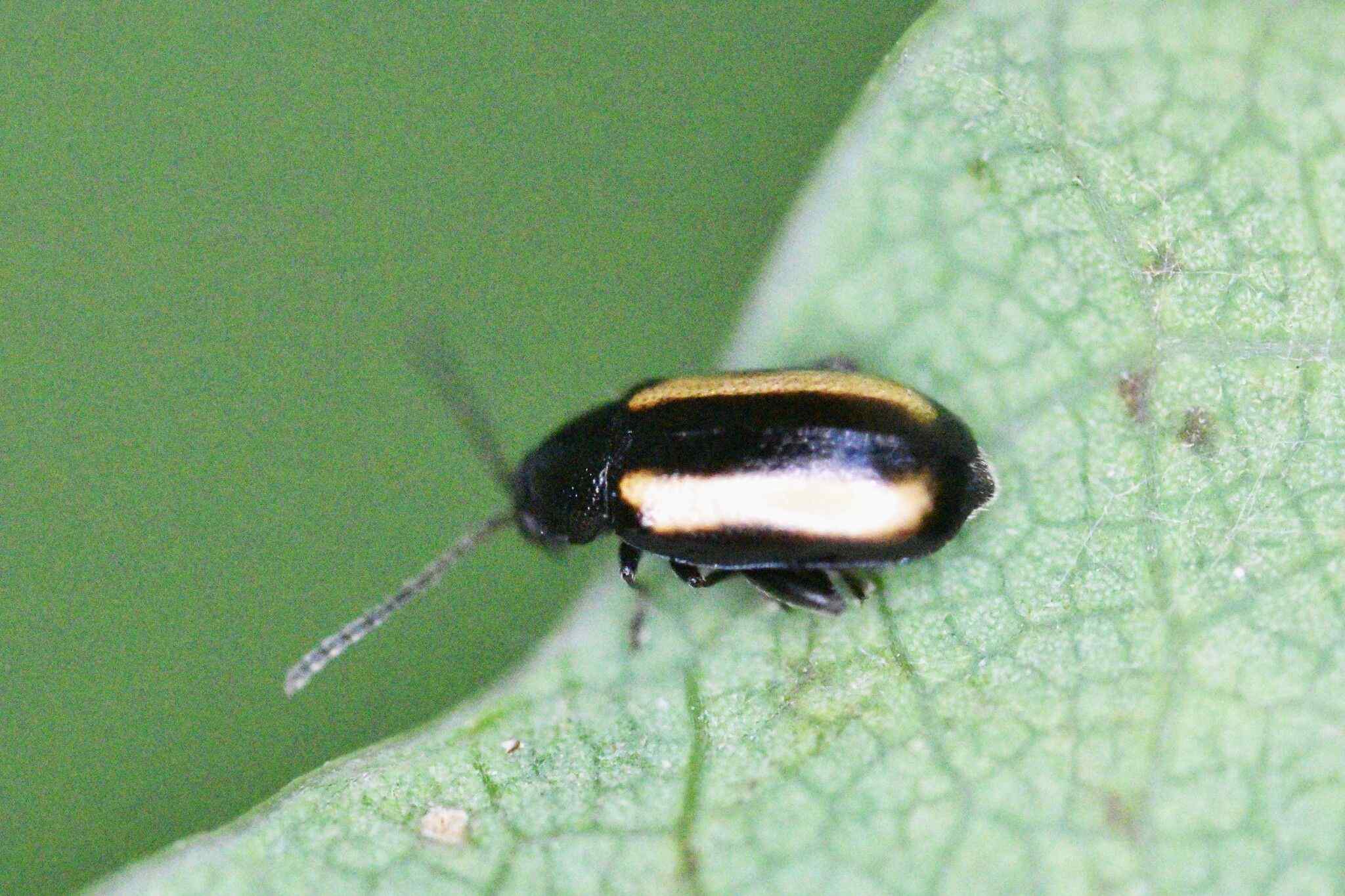 Phyllotreta vittula