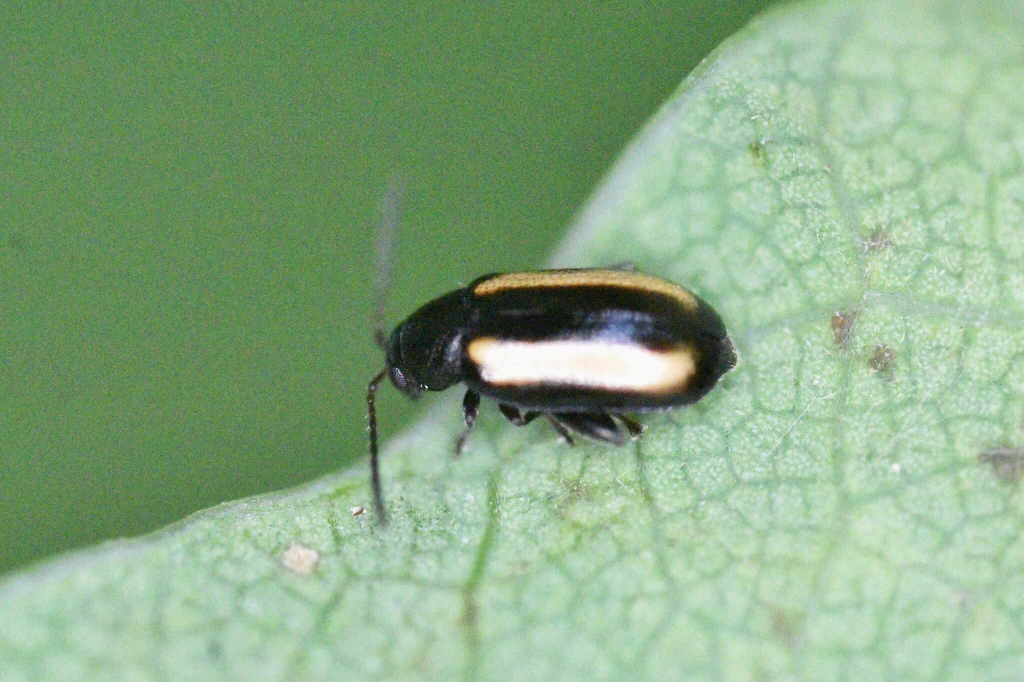 Phyllotreta vittula
