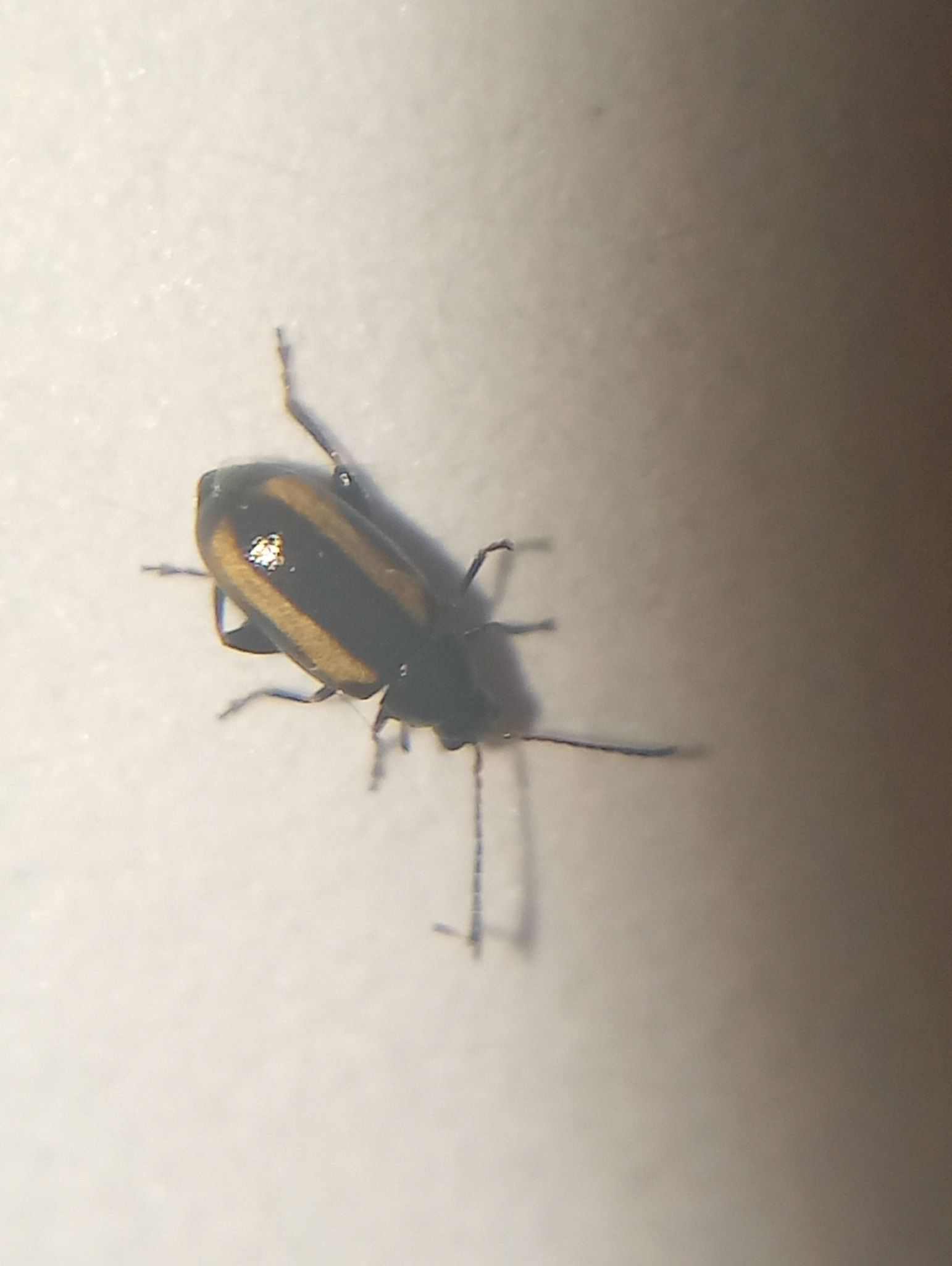 Phyllotreta vittula
