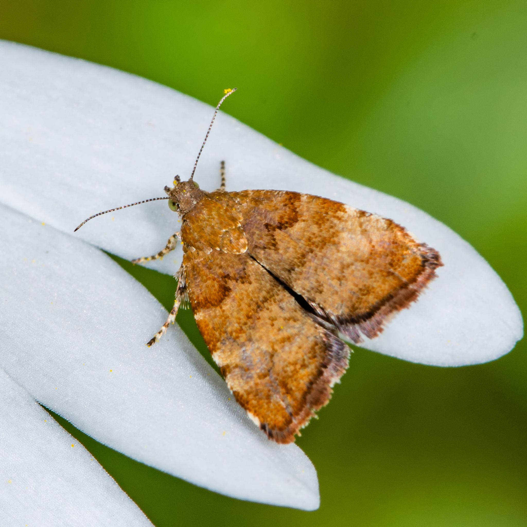 Choreutis pariana