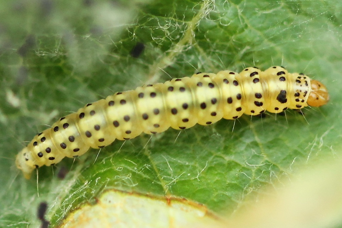 Choreutis pariana