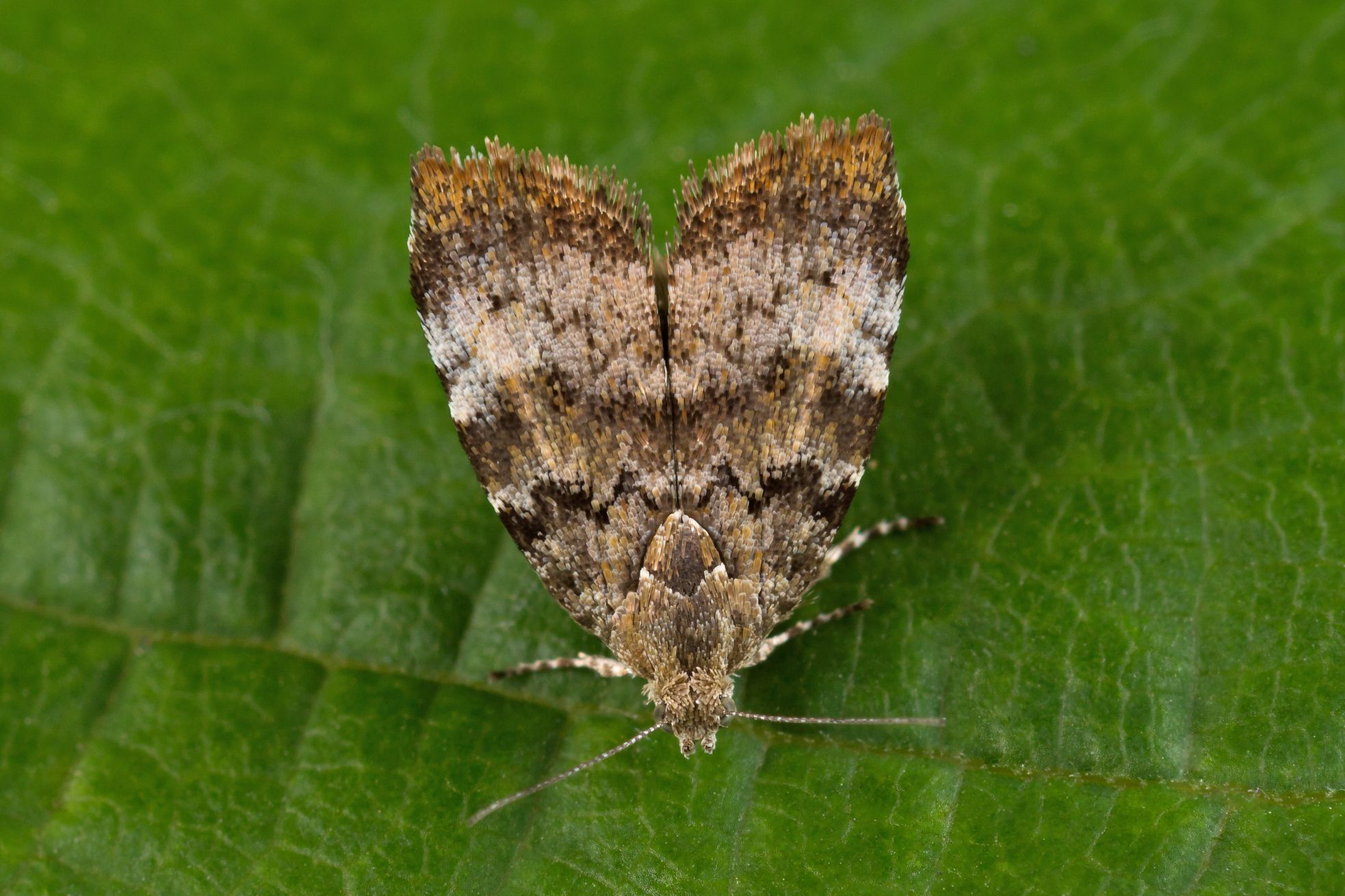 Choreutis pariana