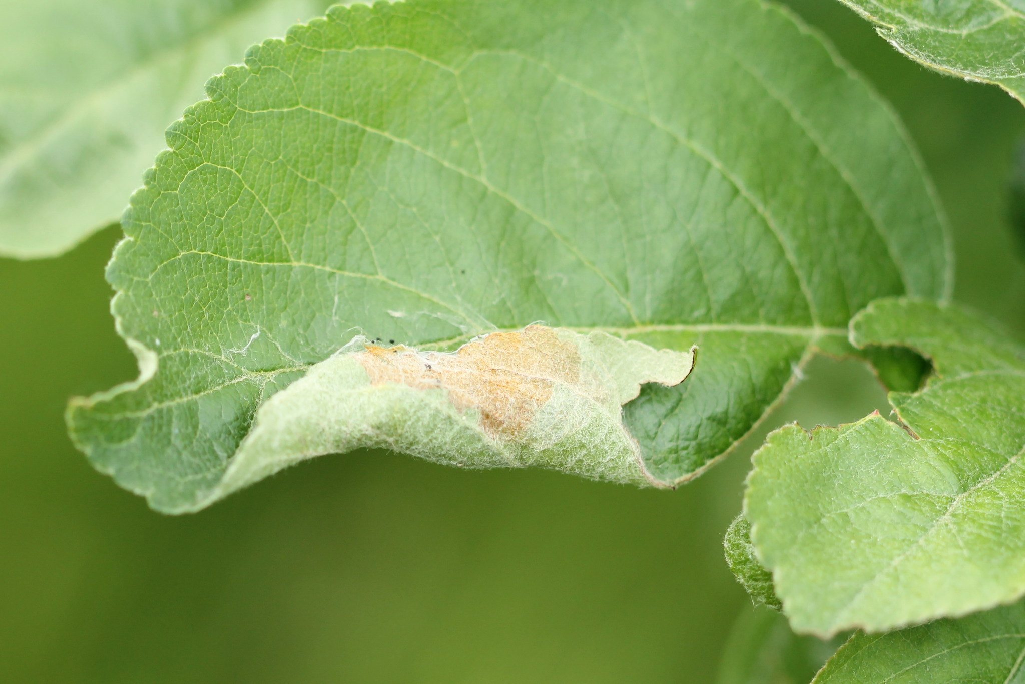 Choreutis pariana