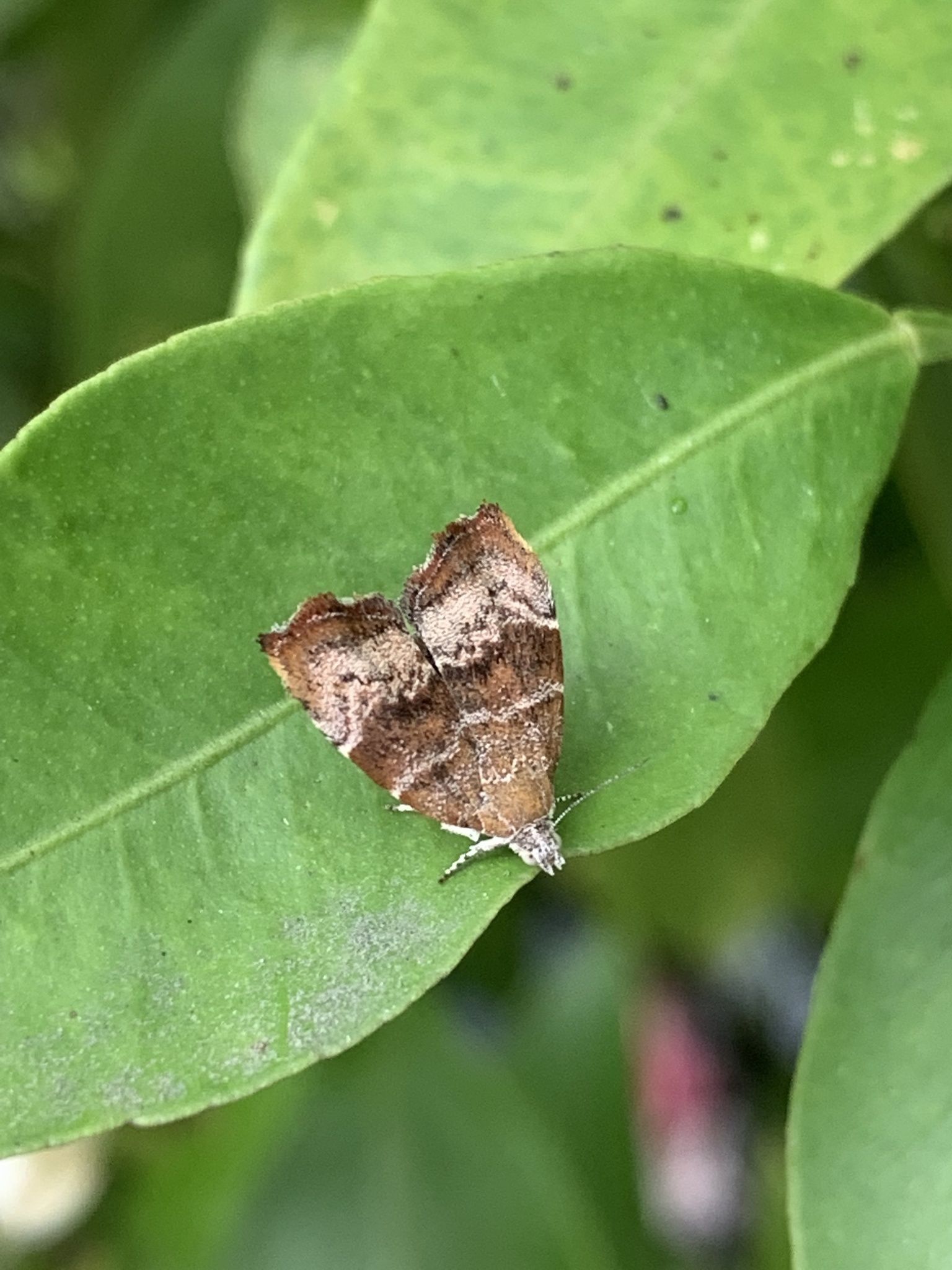 Choreutis pariana
