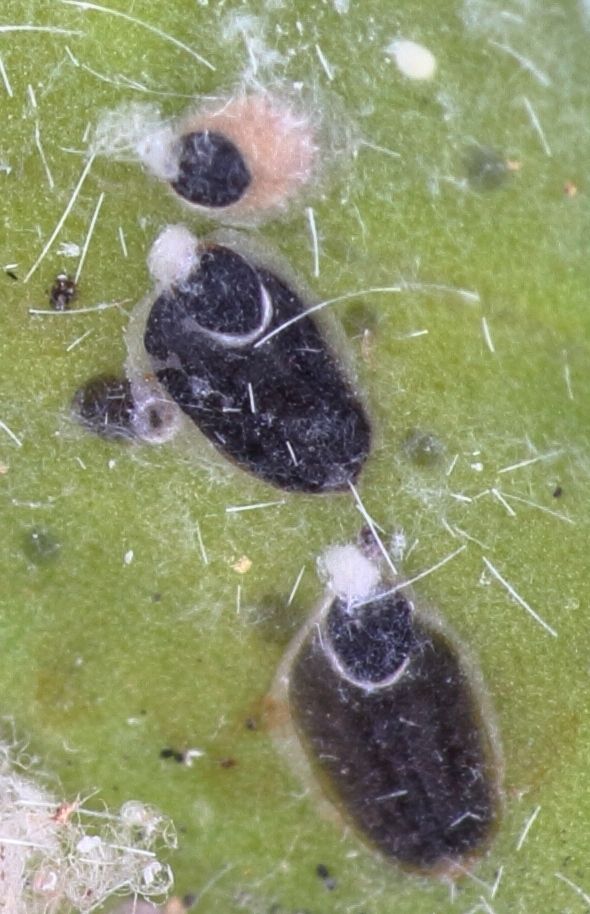 Parlatoria ziziphi