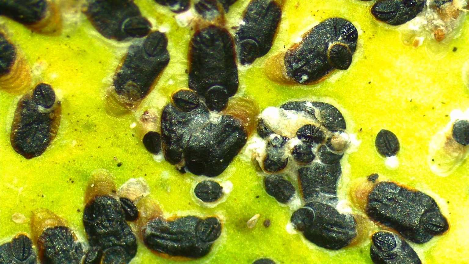 Parlatoria ziziphi