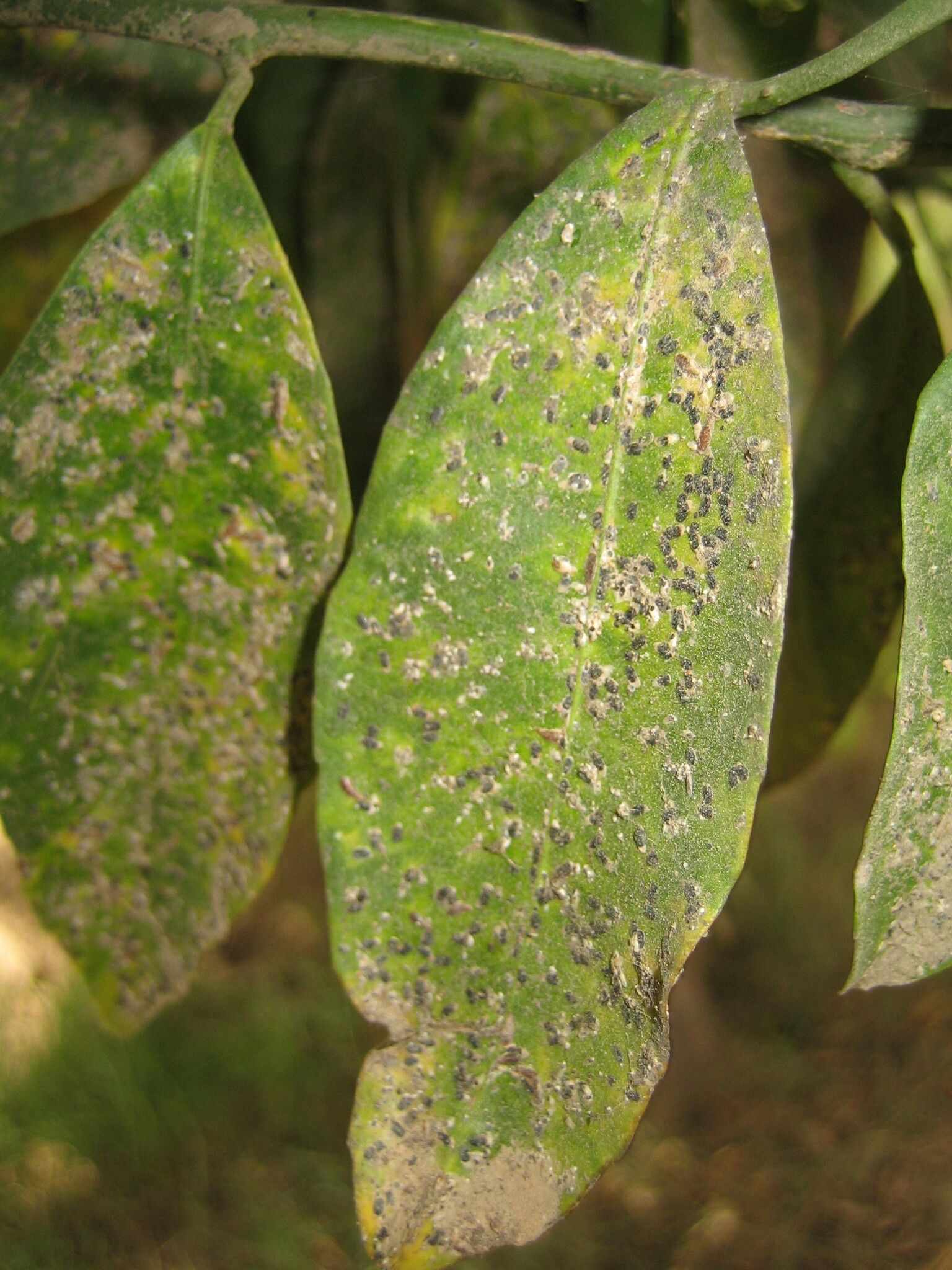 Parlatoria ziziphi