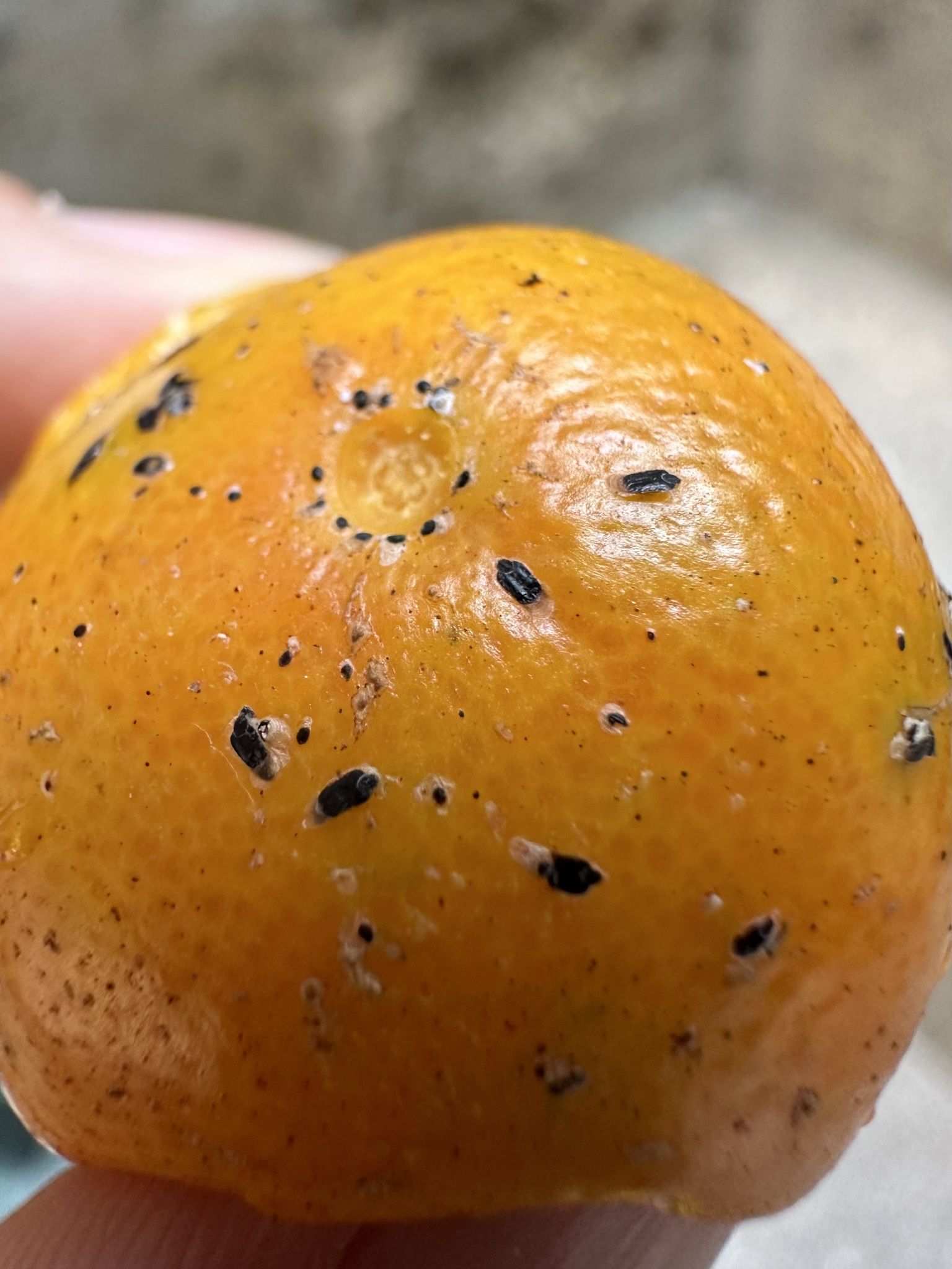 Parlatoria ziziphi