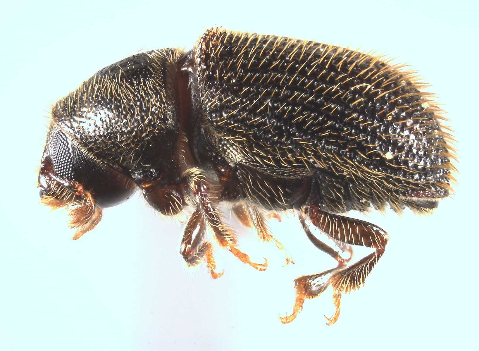 Phloeotribus liminaris
