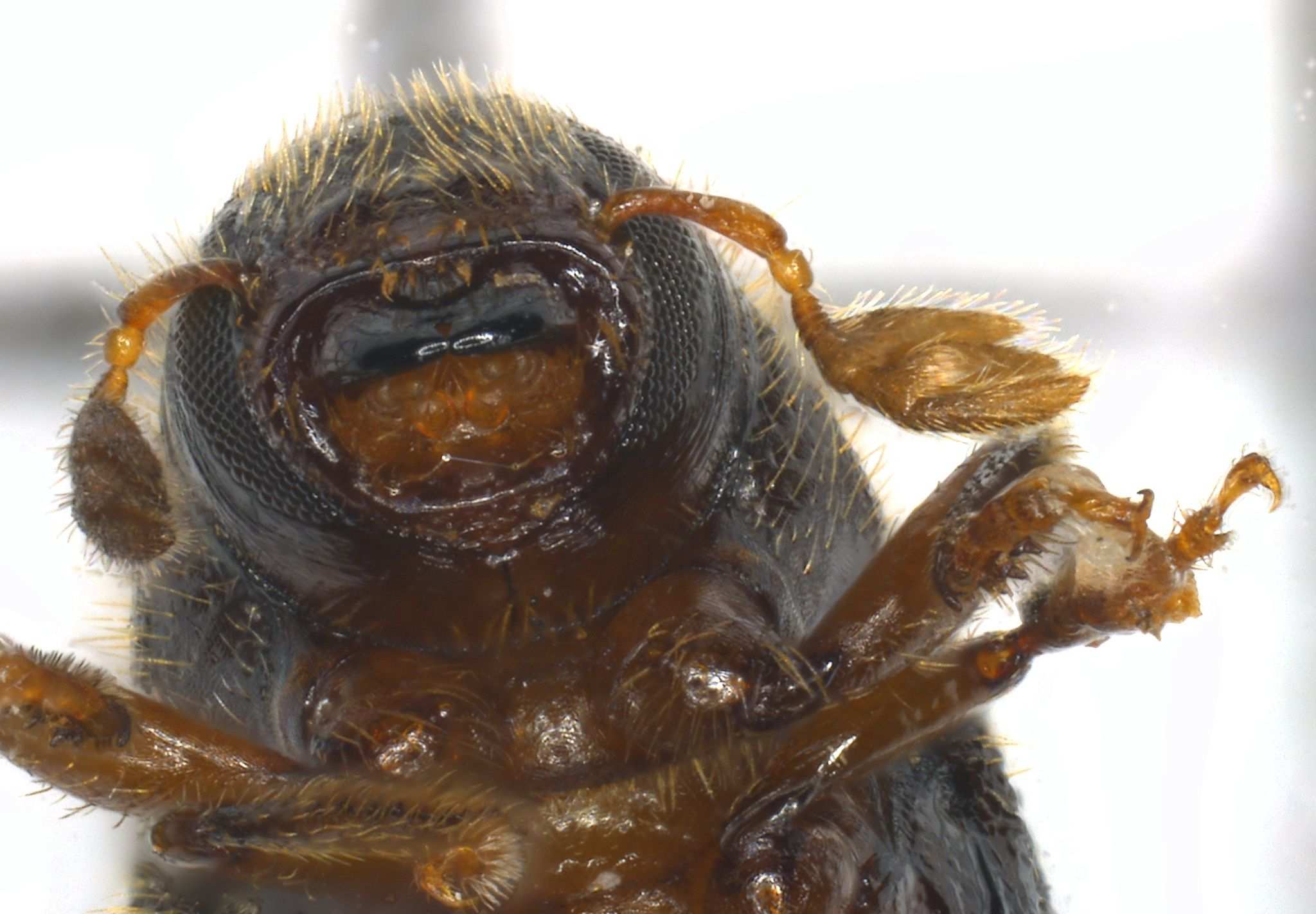 Phloeotribus liminaris