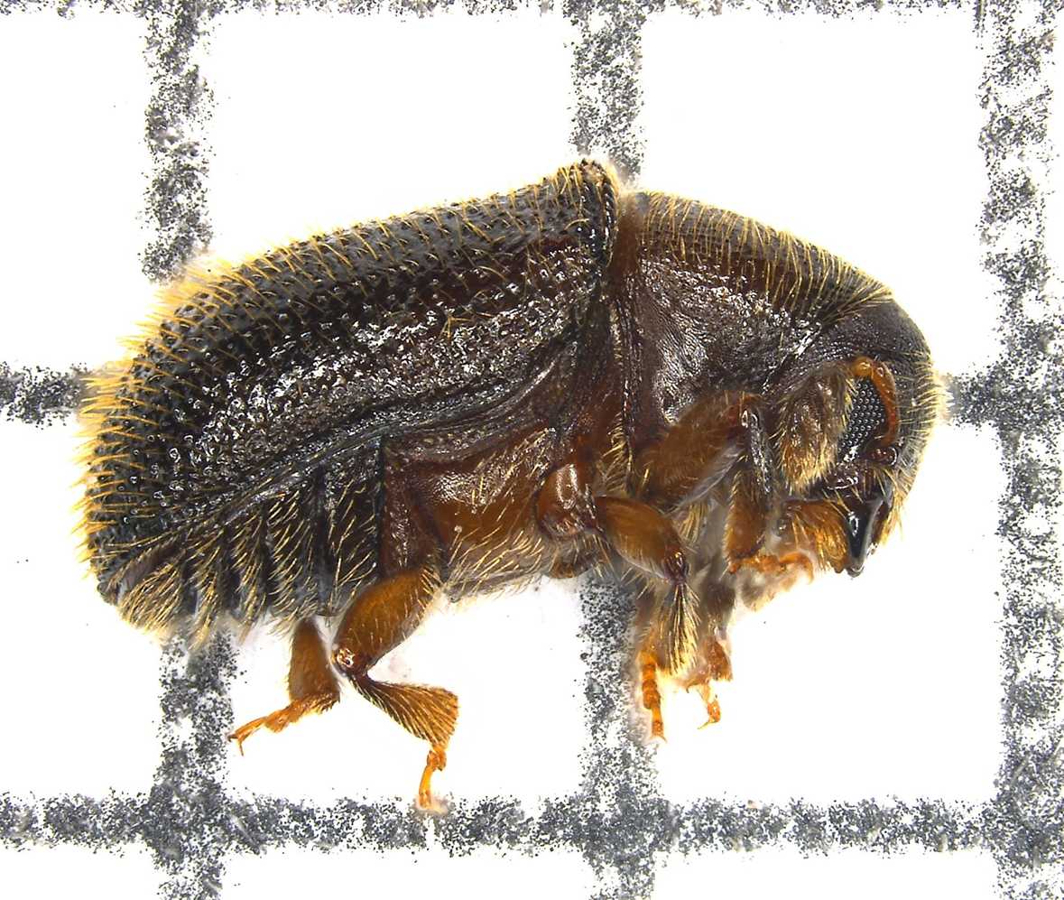 Phloeotribus liminaris