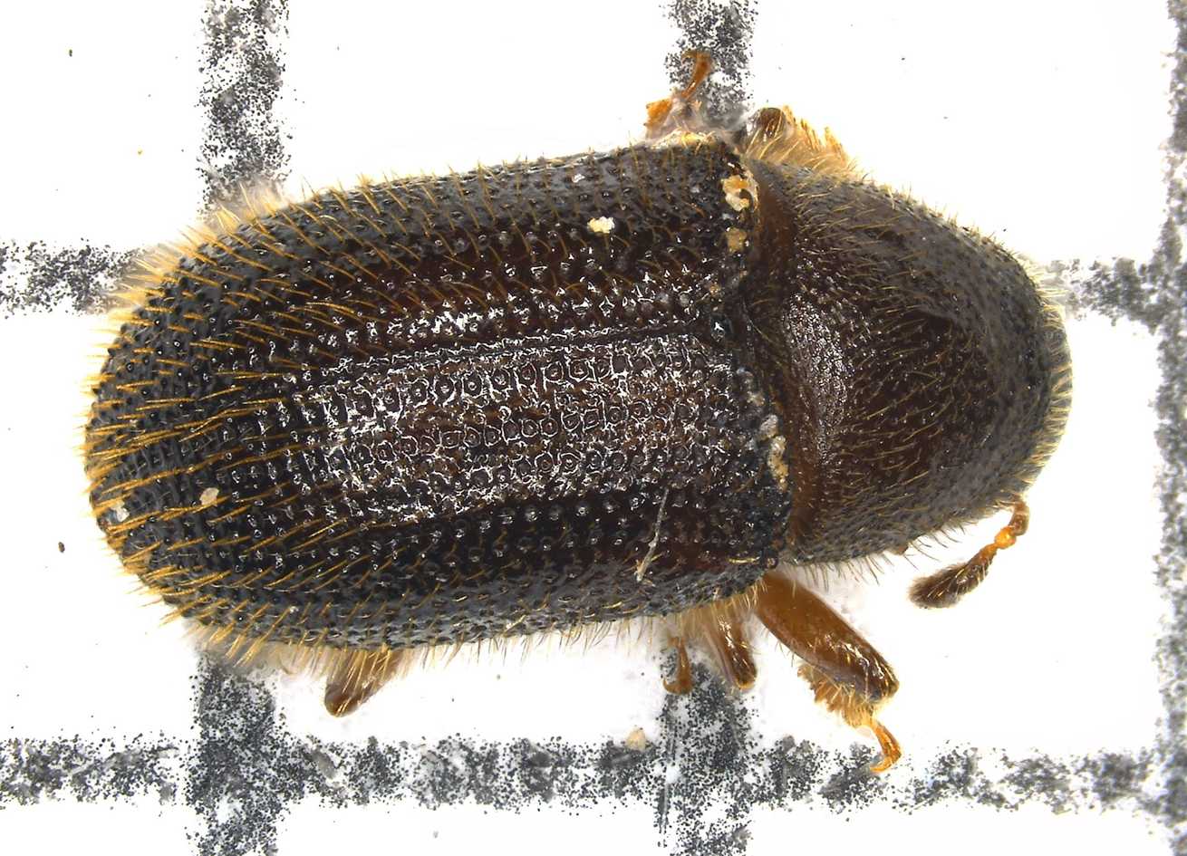 Phloeotribus liminaris