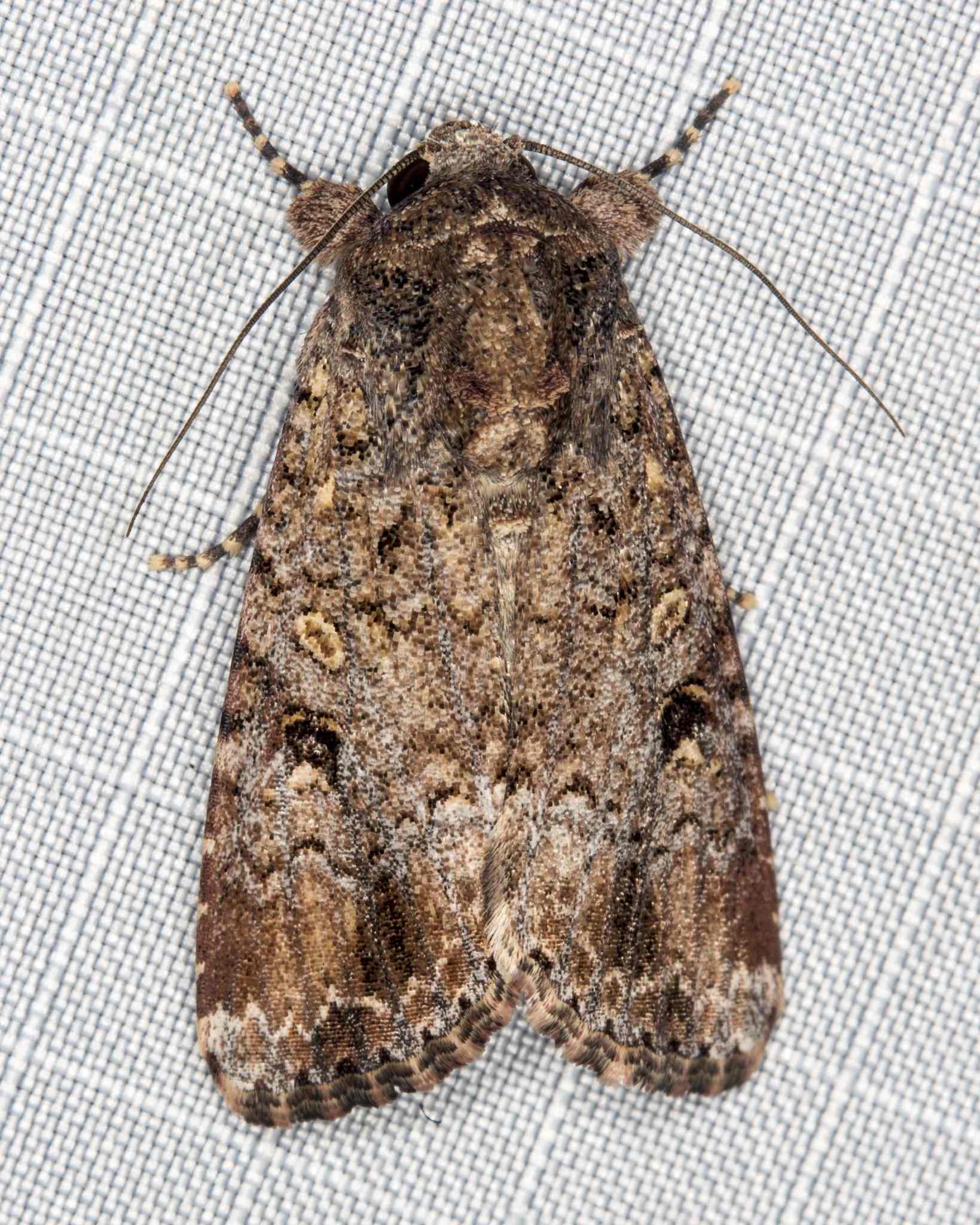 Spodoptera mauritia