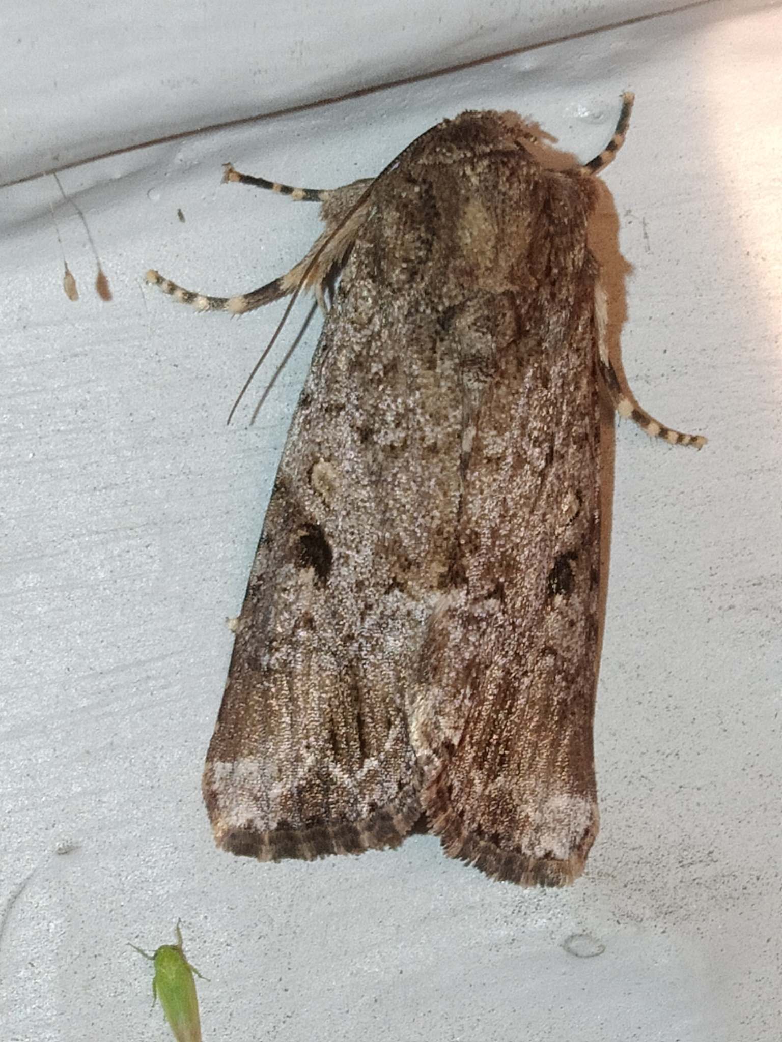 Spodoptera mauritia