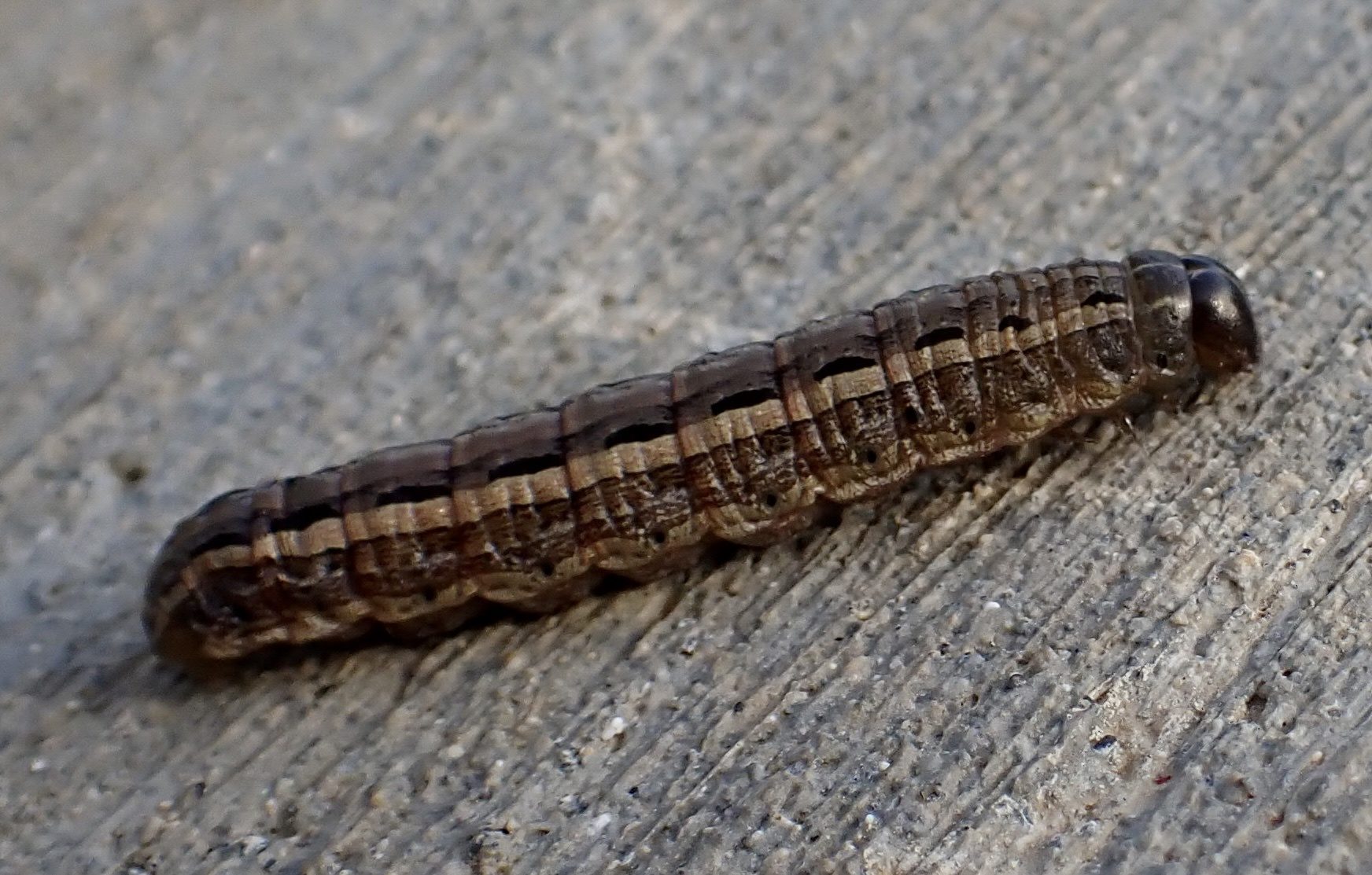 Spodoptera mauritia