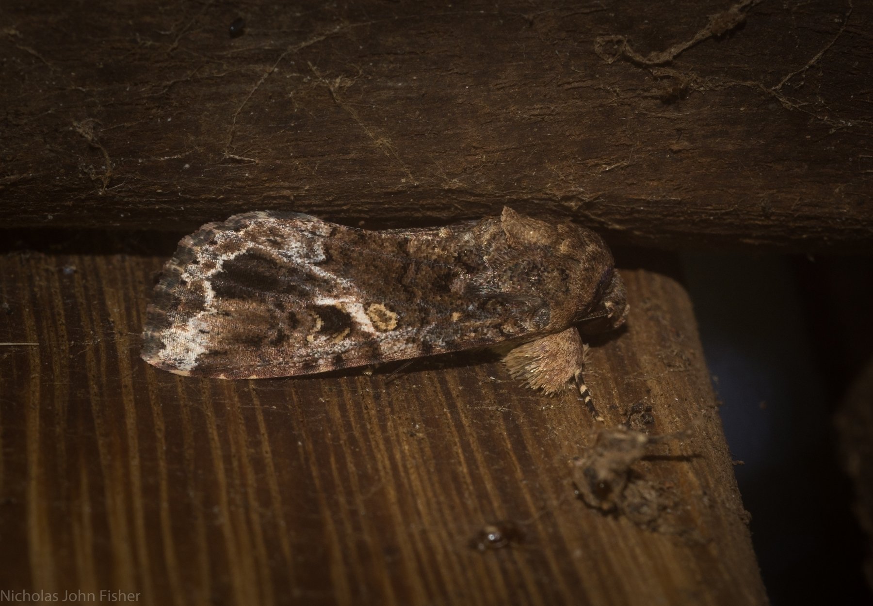 Spodoptera mauritia