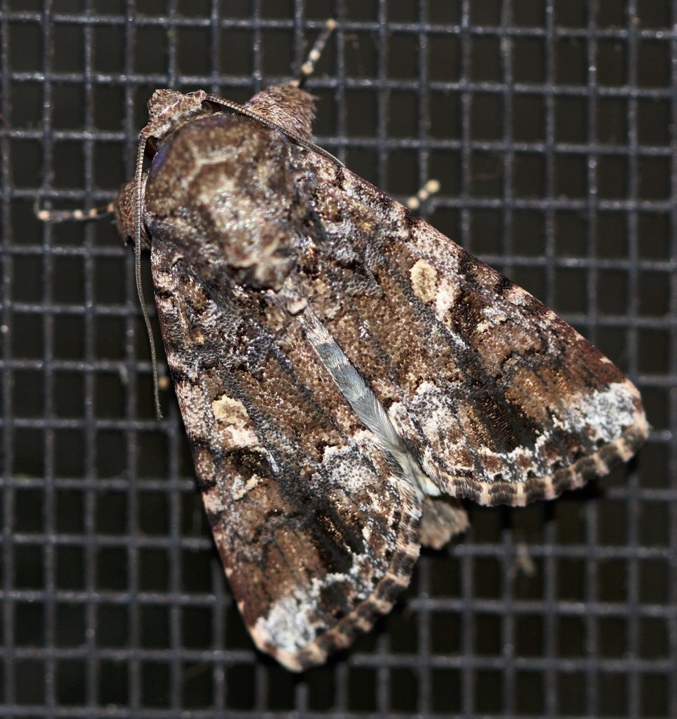 Spodoptera mauritia