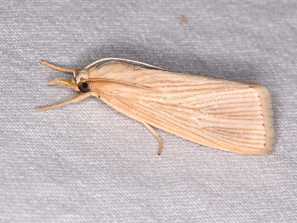 Diatraea grandiosella