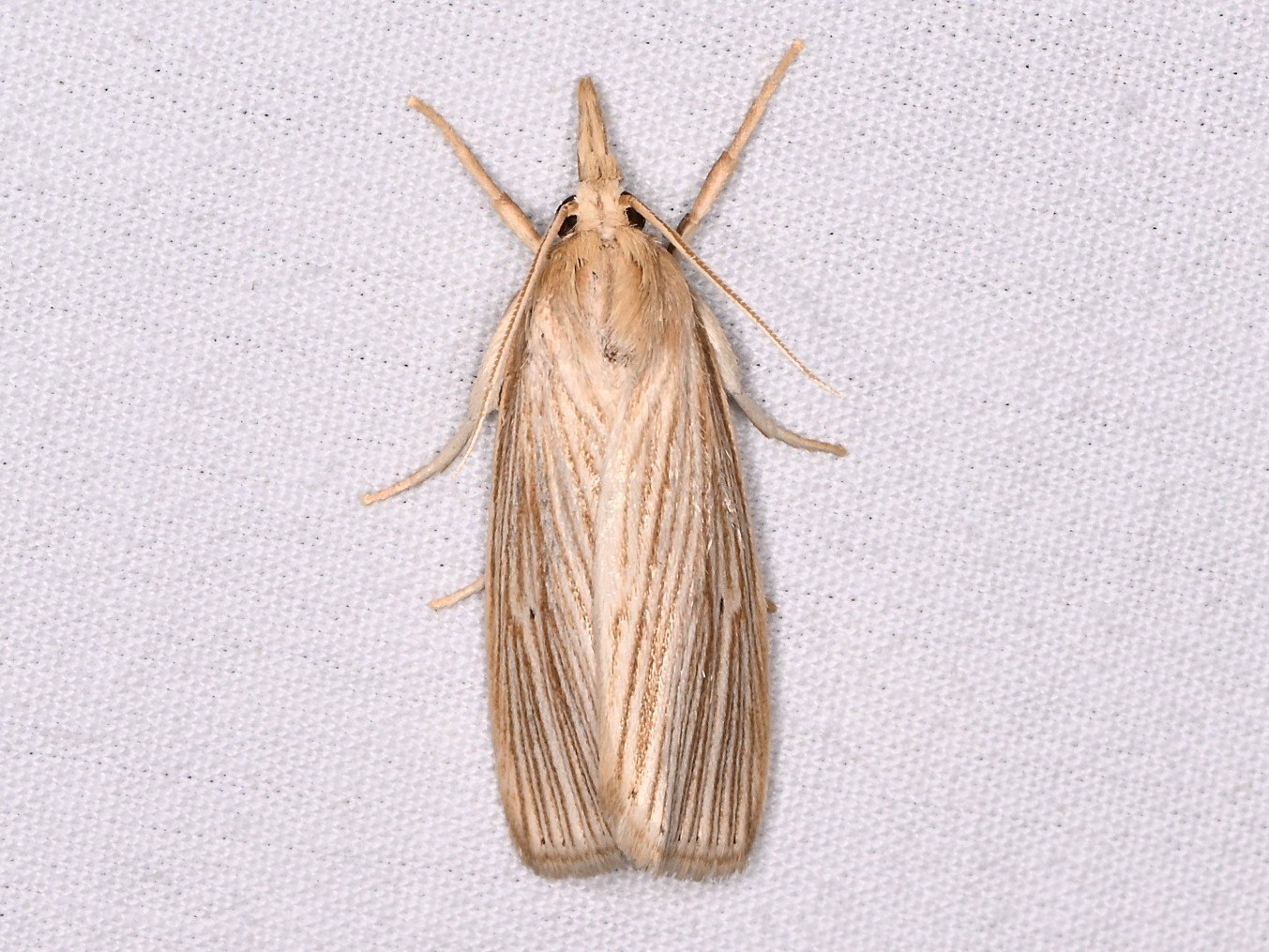 Diatraea grandiosella