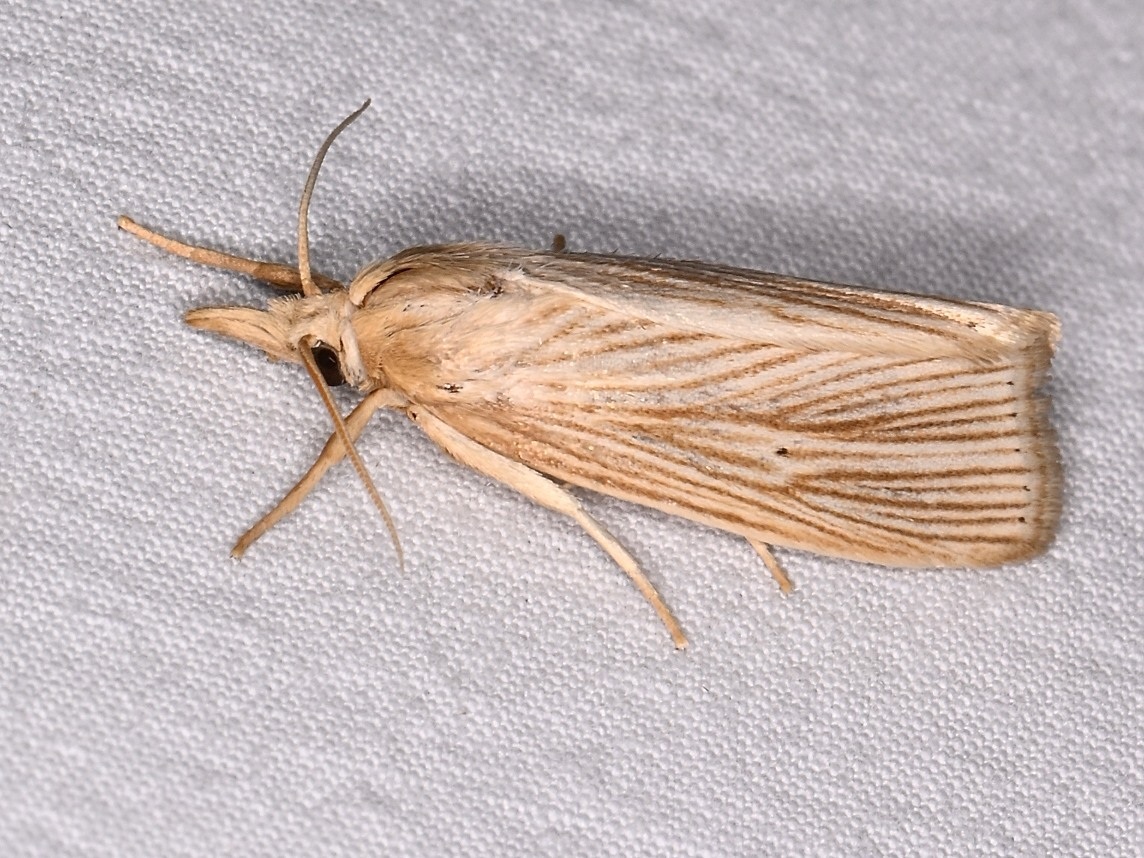 Diatraea grandiosella