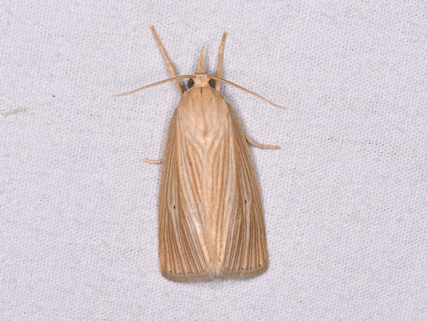 Diatraea grandiosella