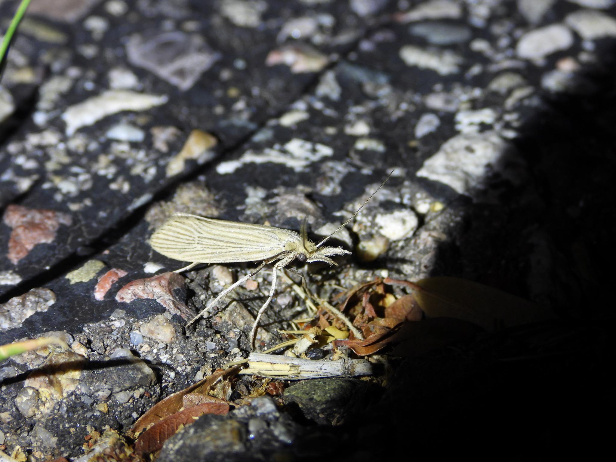 Diatraea grandiosella