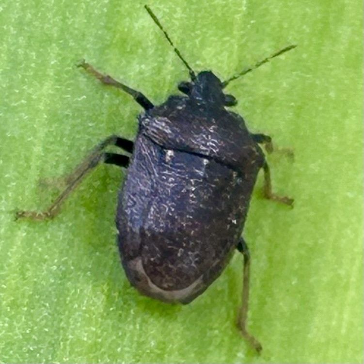 Scotinophara coarctata