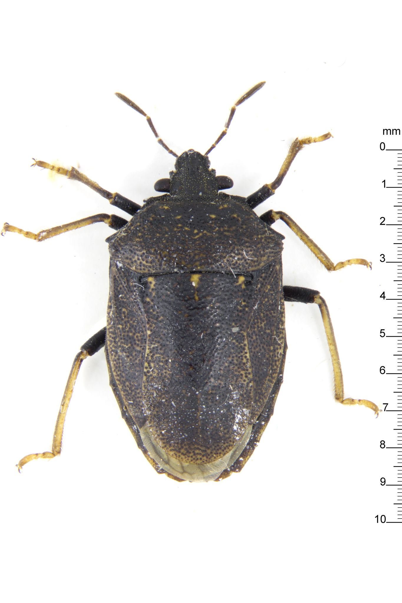 Scotinophara coarctata