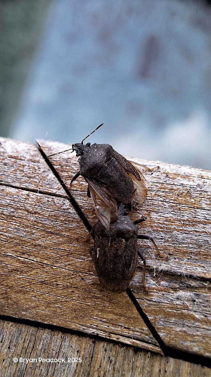 Scotinophara coarctata