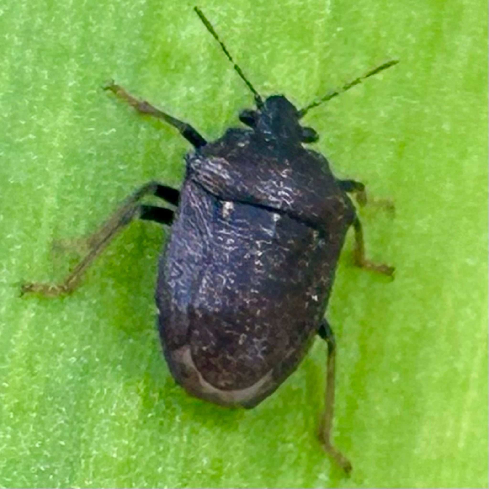 Scotinophara coarctata