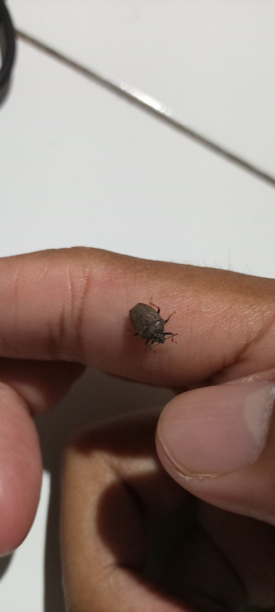 Scotinophara coarctata