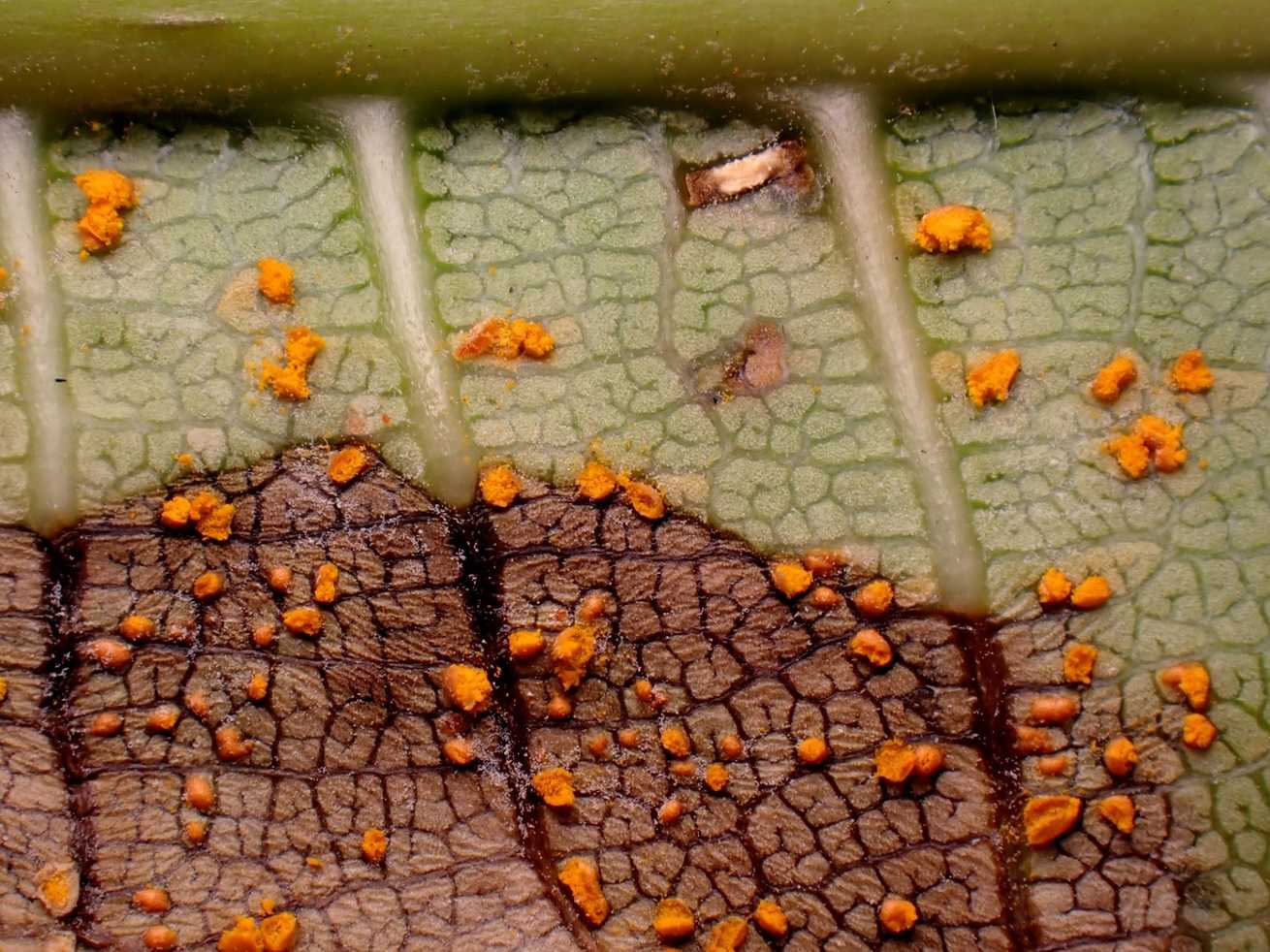 Coleosporium plumeriae