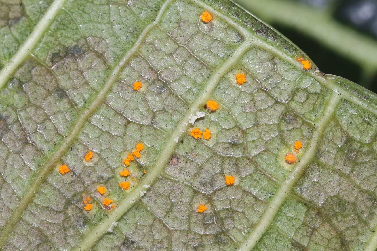 Coleosporium plumeriae
